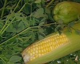 Foto langkah ke 1 dari resep Sayur bening kelor.