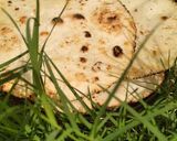 चावल के आटे की रोटी (chawal ke aate ki roti recipe in Hindi) रेसिपी चरण 3 फोटो
