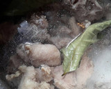 Foto langkah ke 2 dari resep Sop Kambing a-la Indi.
