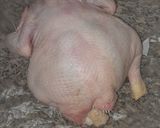 Foto del paso 2 de la receta: Pollo arrollado