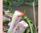 Foto langkah ke 7 dari resep Ice cream Beng-beng (By: Gusti Dela).