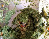 Foto del paso 1 de la receta: Hamburguesa de espinaca