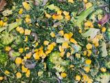 SPINAT-MAIS-QUICHE MIT DINKEL-VOLLKORN-BODEN