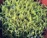 मुग बीन स्प्राऊट्स (mung beans sprouts recipe in marathi)_ रेसिपी स्टेप 6 फोटो 