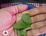 A picture of step 3 of Panchamrit.