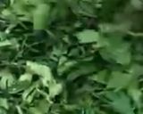 صورة لخطوة 1 من وصفة بقدونس مخفف