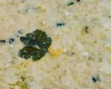 Foto do passo 5 de Bacalhau gratinado especial de Páscoa