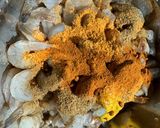 A picture of step 1 of Popeyes Popcorn Shrimp & Sauce (Copycat).