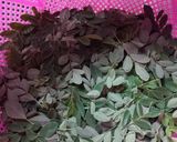 Foto langkah ke 1 dari resep Sayur rebung daun kelor.