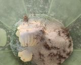 A picture of step 1 of Chocolate-chip cookies.