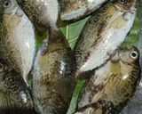 Foto langkah ke 1 dari resep Gulai merale kaur bengkulu.