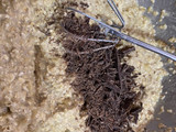 Galletitas de Avena y Cacao