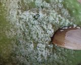 Foto langkah ke 4 dari resep Lupis Pandan.