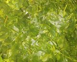 A picture of step 2 of Northern Nigerian Moringa Salad.