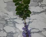 Foto del paso 1 de la receta: Te con hojas de buscapina y de hibiscus