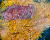 Foto langkah ke 3 dari resep Tumis Keciwis Bumbu Kencur.