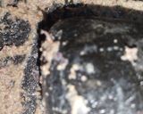 Foto langkah ke 2 dari resep Oseng Buncis Bawang Putih ala Resto.