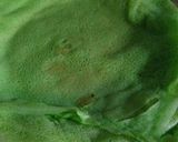 Foto langkah ke 3 dari resep Dadar gulung pandan ekonomis.