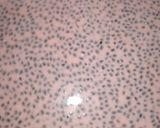 A picture of step 1 of Tukhmira milk.