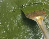 A picture of step 6 of Palak Mushroom.