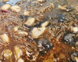Foto del paso 6 de la receta: Fideuá Negra con Sepia y Cigalas