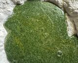 Foto del paso 3 de la receta: Tallarines de espinaca