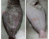 Foto langkah ke 1 dari resep Ikan Sebelah bakar special.