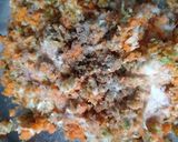 A picture of step 1 of Manchurian.