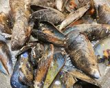 Foto del passaggio 3 della ricetta Impepata di cozze