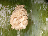 Ketimus Singkong