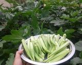 A picture of step 1 of Dahi bhindi.