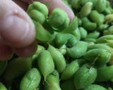 Foto del paso 3 de la receta: Guasanas