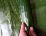 Foto langkah ke 4 dari resep Pepes Oncom.