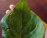 Foto del paso 17 de la receta: Erbazzone