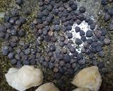 Foto langkah ke 2 dari resep Ayam tepung saus lada hitam.