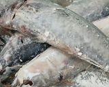 Foto langkah ke 1 dari resep Ikan Kembung Goreng.