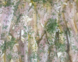 Foto del paso 8 de la receta: Boquerones en vinagre