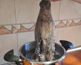 Foto del paso 2 de la receta: Pulpo fresco a Feira