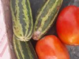 સલાડ (Salad Recipe In Gujarati)