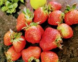 A picture of step 1 of Strawberry Juice.