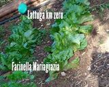Foto del passaggio 1 della ricetta Insalata di arance 🍊 e lattuga km zero di fantasia 👩‍🍳❤️