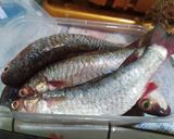 Foto langkah ke 1 dari resep 35. Ikan belanak bumbu kuning.