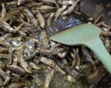 Foto langkah ke 1 dari resep Ikan bilih sambal lado hijau.