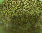 Foto langkah ke 2 dari resep Es Sari Kacang Hijau Pontianak.