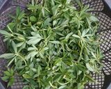मेथी के पराठे आलू के सब्जी (methi ke parathe aloo ke sabzi recipe in Hindi) रेसिपी चरण 1 फोटो