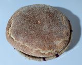 Une image de l'étape 5 de Pain maison 🌾.