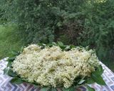 Foto del passaggio 1 della ricetta Vastedda cu Sammucu focaccia salata con i fiori di sambuco