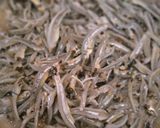 Foto langkah ke 1 dari resep Ikan teri jengki kriuk.