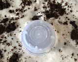 Foto langkah ke 3 dari resep Chocho Pudding Oreo.
