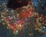 Foto langkah ke 5 dari resep Sambal Kesune.